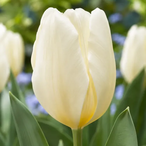 Tulipán Purissima – biely Fosteriana