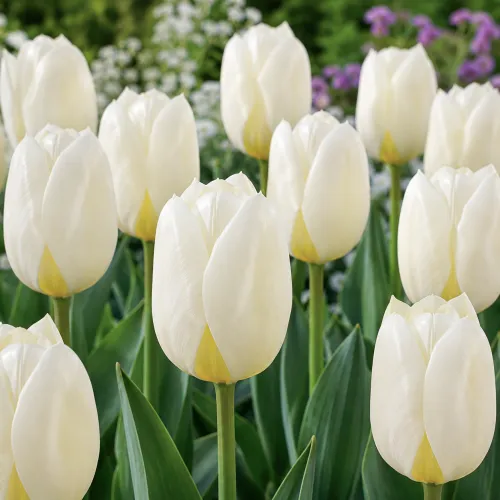 Tulipán Purissima – biely Fosteriana