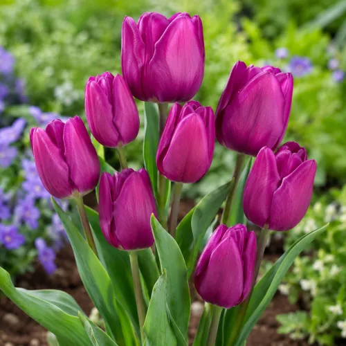 Tulipán Purple Bouquet – fialový viackvetý