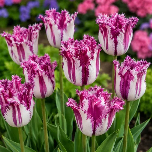 Tulipán Purple Circus – fialovo-biely strapkatý tulipán Tulipán Purple Circus – fialovo-biely strapkatý tulipán