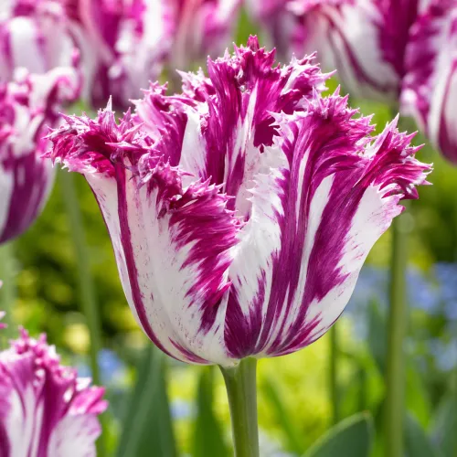 Tulipán Purple Circus – fialovo-biely strapkatý tulipán