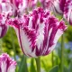 Tulipán Purple Circus – fialovo-biely strapkatý tulipán