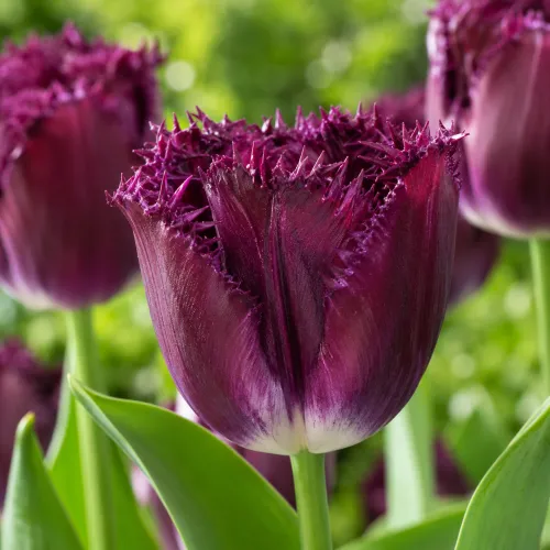 Tulipán Purple Crystal – tmavofialový strapkatý tulipán