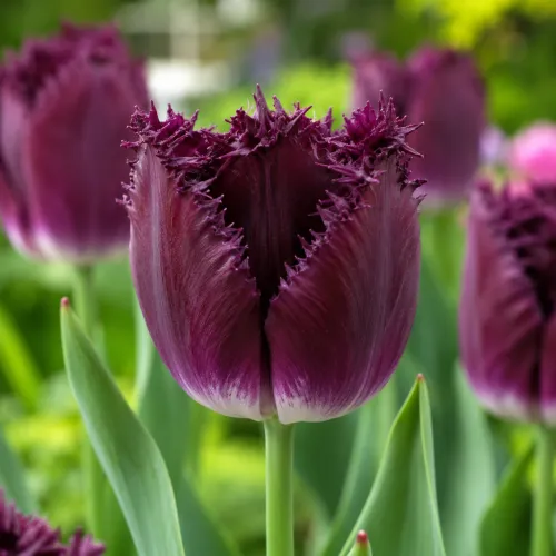 Tulipán Purple Crystal – tmavofialový strapkatý tulipán