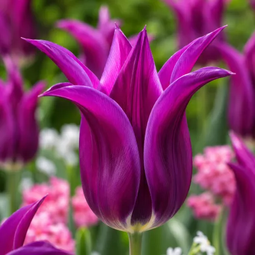 Tulipán Purple Doll – fialový ľaliokvetý