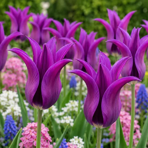 Tulipán Purple Dream – fialový ľaliokvetý Tulipán Purple Dream – fialový ľaliokvetý