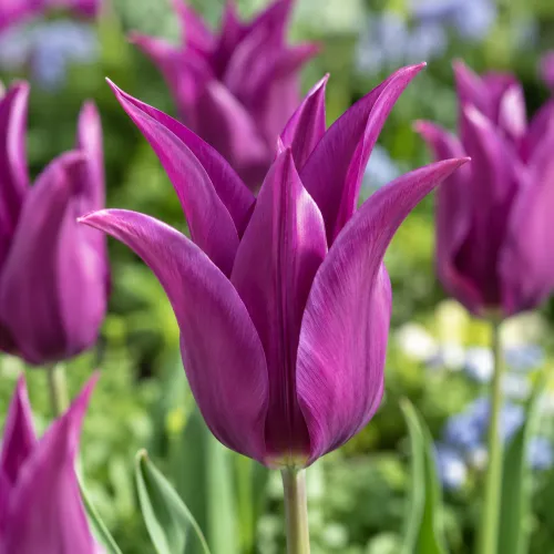 Tulipán Purple Dream – fialový ľaliokvetý Tulipán Purple Dream – fialový ľaliokvetý