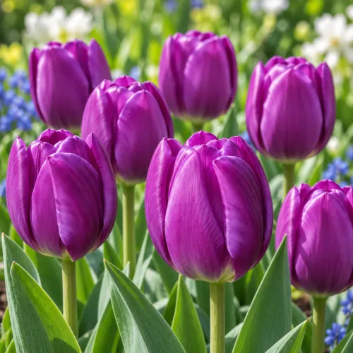 Tulipán Purple Flag – fialový triumph