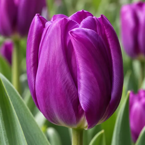 Tulipán Purple Flag – fialový triumph