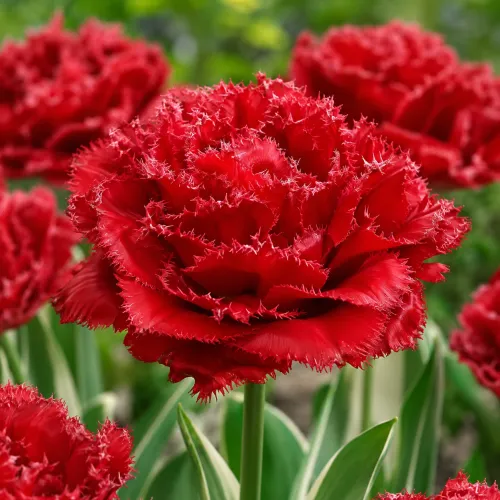 Tulipán Qatar – plný strapkatý tulipán