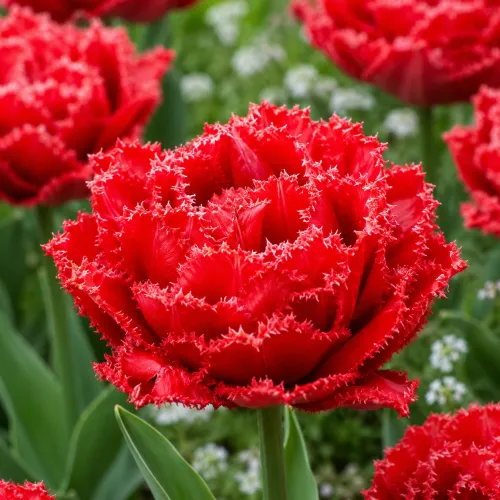Tulipán Qatar – plný strapkatý tulipán