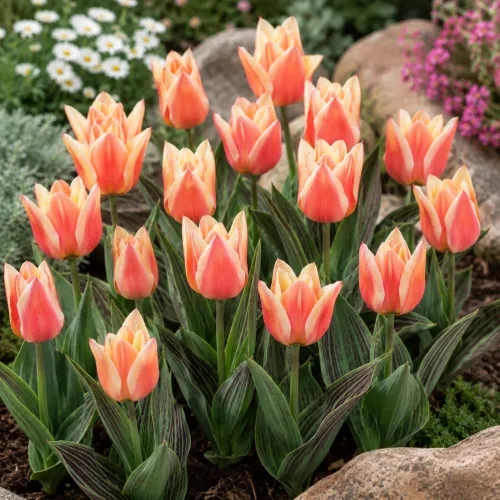 Tulipán Quebec – marhuľovo-ružový Greigii Tulipán Quebec – marhuľovo-ružový Greigii