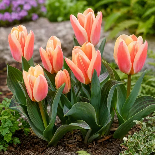 Tulipán Quebec – marhuľovo-ružový Greigii