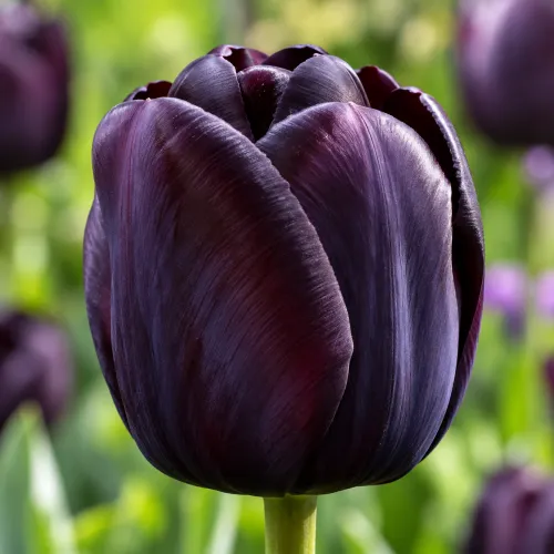 Tulipán Queen of Night – takmer čierny