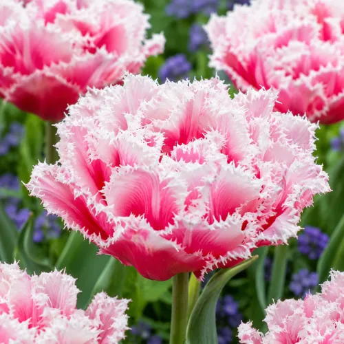 Tulipán Queensland – plný strapkatý tulipán