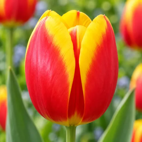 Tulipán Ready – červeno-žltý triumph