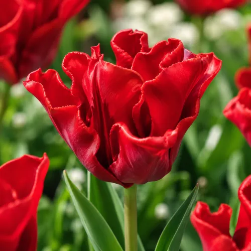 Tulipán Red Dress – červený Crown tulipán
