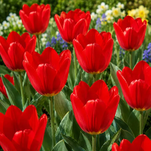 Tulipán Red Emperor – červený Fosteriana