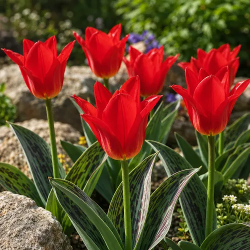 Tulipán Red Riding Hood – červený Greigii