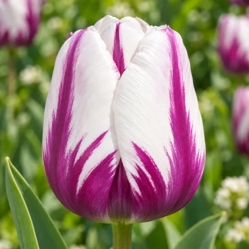 Tulipán Rems Favourite – bielo-fialový triumph