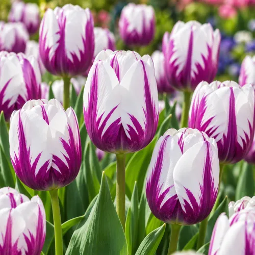 Tulipán Rems Favourite – bielo-fialový triumph