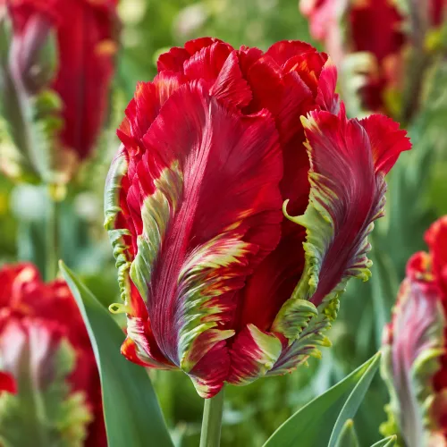 Tulipán Rococo – červený papagájovitý