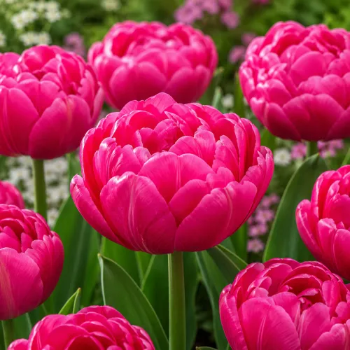 Tulipán Rosy Diamond – ružový plnokvetý tulipán