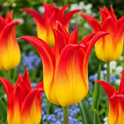 Tulipán Royal Gift – červeno-žltý ľaliokvetý