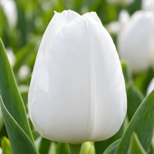 Tulipán Royal Virgin – biely triumph
