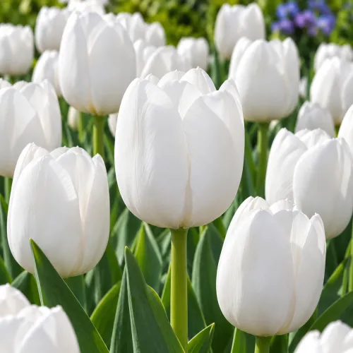Tulipán Royal Virgin – biely triumph Tulipán Royal Virgin – biely triumph