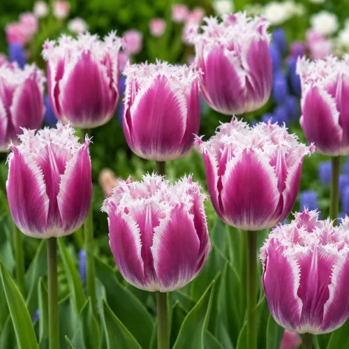 Tulipán San Stefano – ružovo-biely strapkatý tulipán Tulipán San Stefano – ružovo-biely strapkatý tulipán