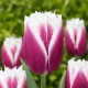 Tulipán San Stefano – ružovo-biely strapkatý tulipán