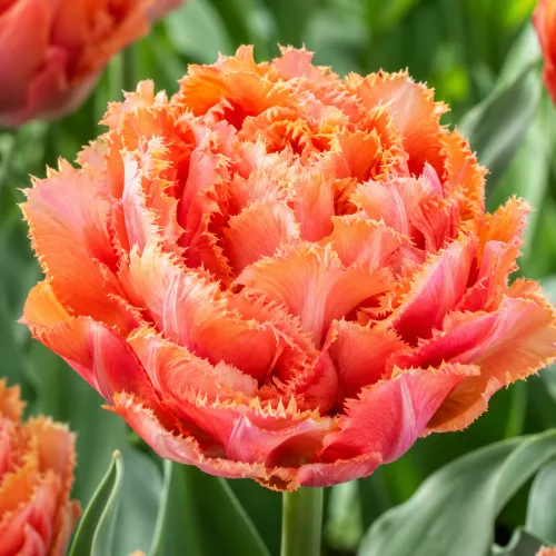 Tulipán Sensual Touch – plný strapkatý tulipán