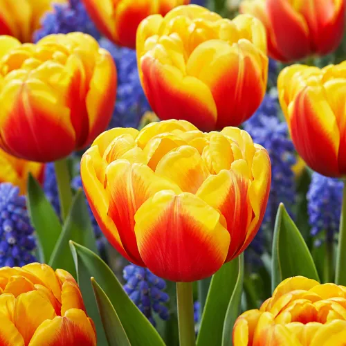 Tulipán Shell – žlto-červený plnokvetý tulipán Tulipán Shell – žlto-červený plnokvetý tulipán