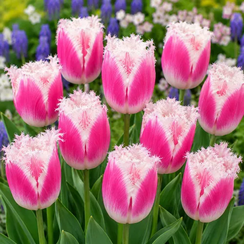 Tulipán Siesta – ružovo-biely strapkatý tulipán