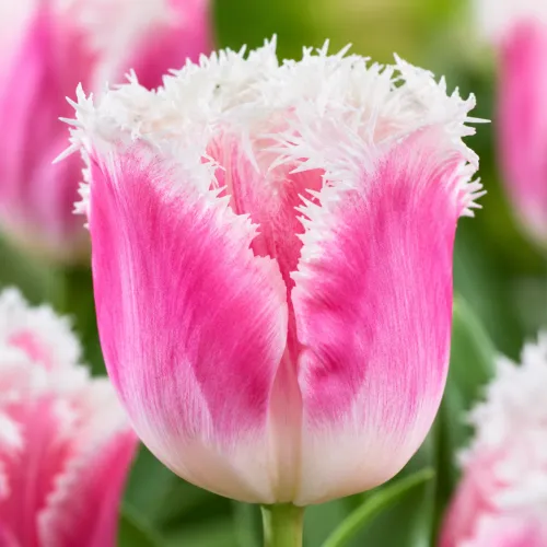 Tulipán Siesta – ružovo-biely strapkatý tulipán