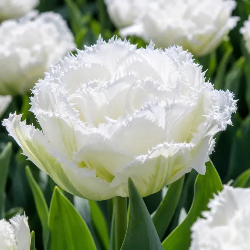 Tulipán Snow Crystal – plný strapkatý tulipán