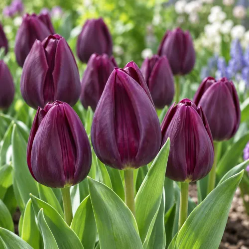 Tulipán Spinoza – tmavofialový triumph