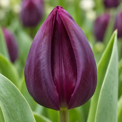 Tulipán Spinoza – tmavofialový triumph