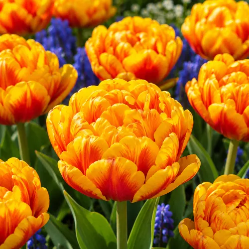 Tulipán Sunlover – žlto-oranžový plnokvetý