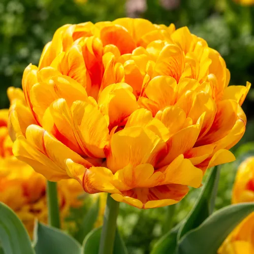 Tulipán Sunlover – žlto-oranžový plnokvetý