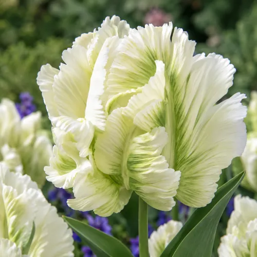 Tulipán Super Parrot – bielo-zelený