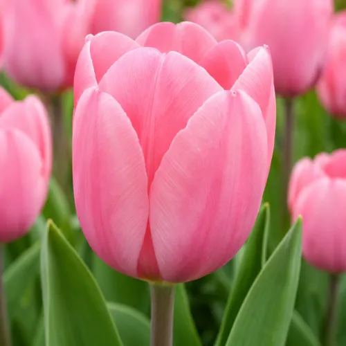 Tulipán Sweet Sixteen – ružový Fosteriana