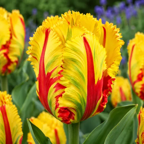 Tulipán Texas Flame – žlto-červený Tulipán Texas Flame – žlto-červený