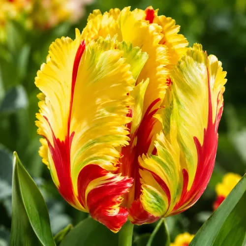 Tulipán Texas Flame – žlto-červený Tulipán Texas Flame – žlto-červený