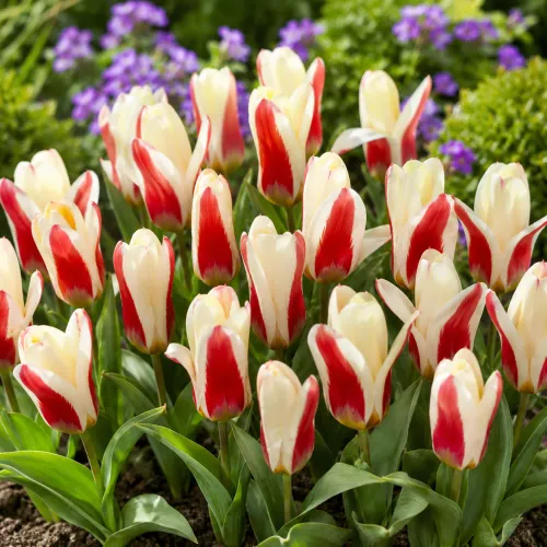 Tulipán The First – krémovo-červený Kaufmanniana Tulipán The First – krémovo-červený Kaufmanniana