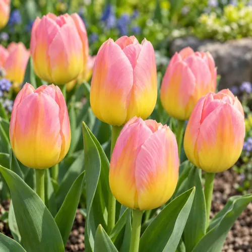 Tulipán Tom Pouce – ružovo-žltý triumph