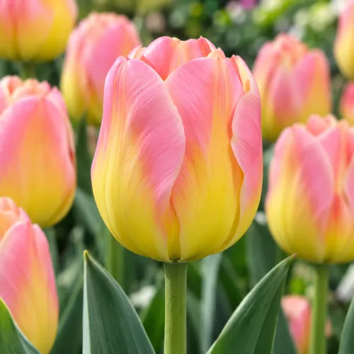 Tulipán Tom Pouce – ružovo-žltý triumph