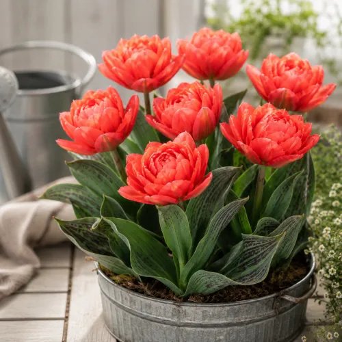 Tulipán Toronto – koralový Greigii