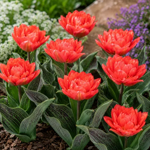 Tulipán Toronto – koralový Greigii